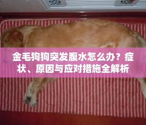 金毛狗狗突发腹水怎么办？症状、原因与应对措施全解析