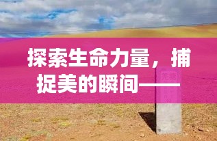 探索生命力量，捕捉美的瞬间——生命之美尽在奔跑图照中