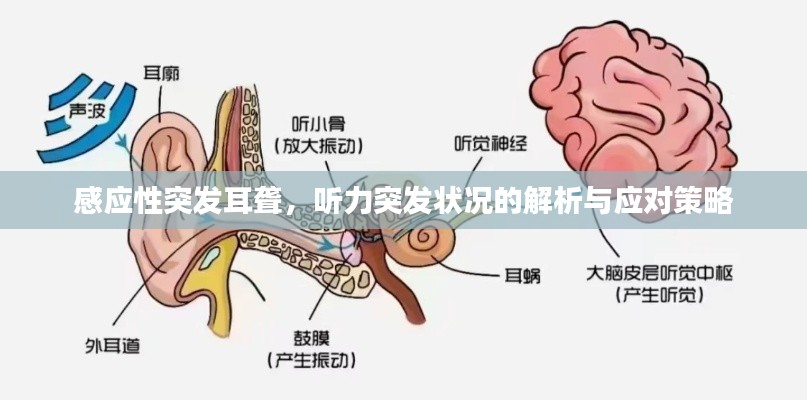 感应性突发耳聋，听力突发状况的解析与应对策略