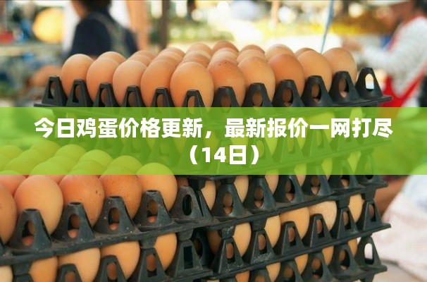今日鸡蛋价格更新，最新报价一网打尽（14日）