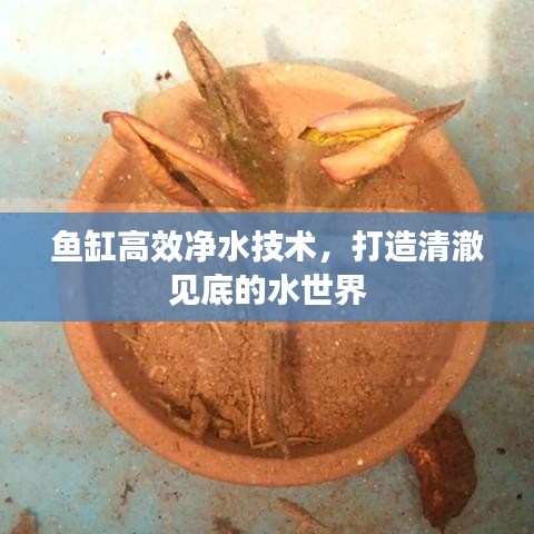 鱼缸高效净水技术，打造清澈见底的水世界