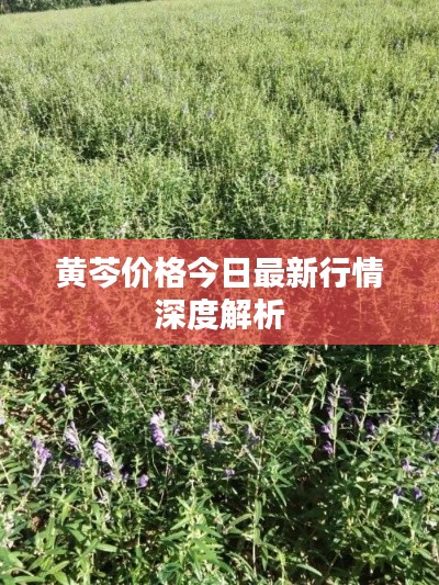 黄芩价格今日最新行情深度解析