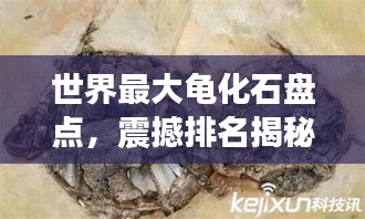 世界最大龟化石盘点，震撼排名揭秘！