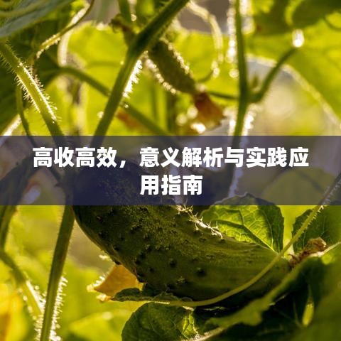 高收高效，意义解析与实践应用指南