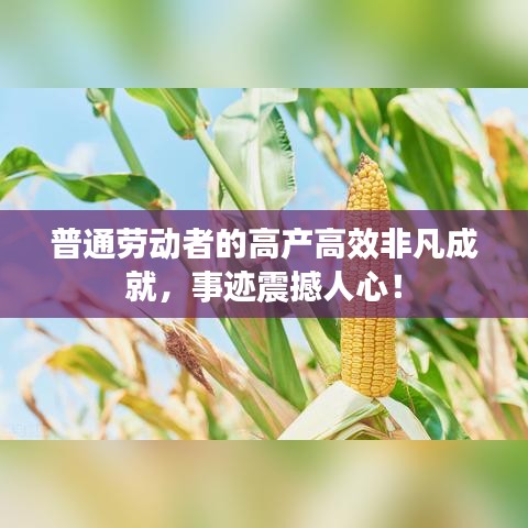 普通劳动者的高产高效非凡成就，事迹震撼人心！