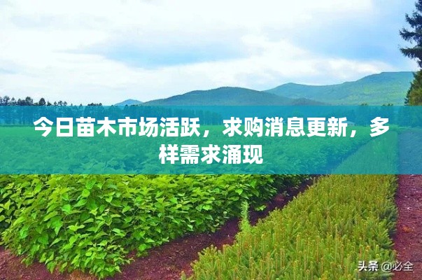 今日苗木市场活跃，求购消息更新，多样需求涌现