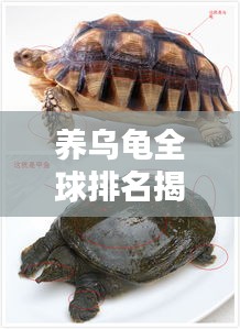 养乌龟全球排名揭晓！入门指南助你成为养龟达人