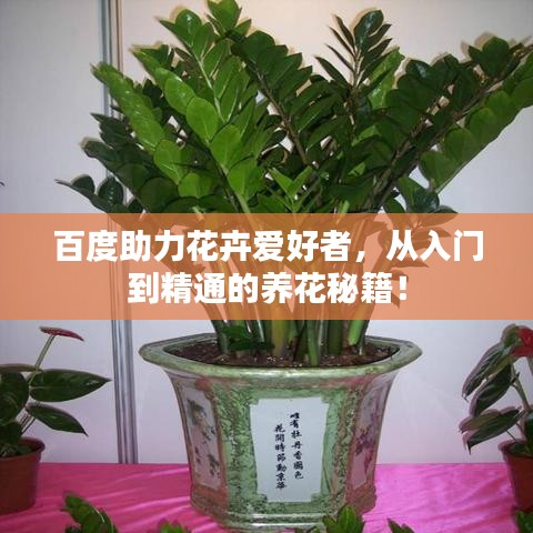 百度助力花卉爱好者，从入门到精通的养花秘籍！