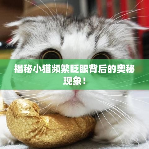 揭秘小猫频繁眨眼背后的奥秘现象！
