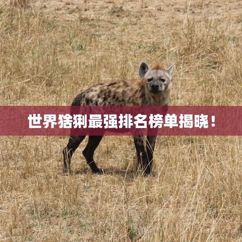 鸟骇鼠窜