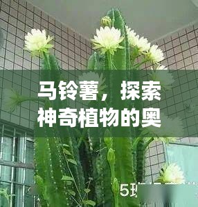 马铃薯，探索神奇植物的奥秘！