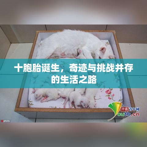 十胞胎诞生，奇迹与挑战并存的生活之路