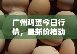 广州鸡蛋今日行情，最新价格动态！