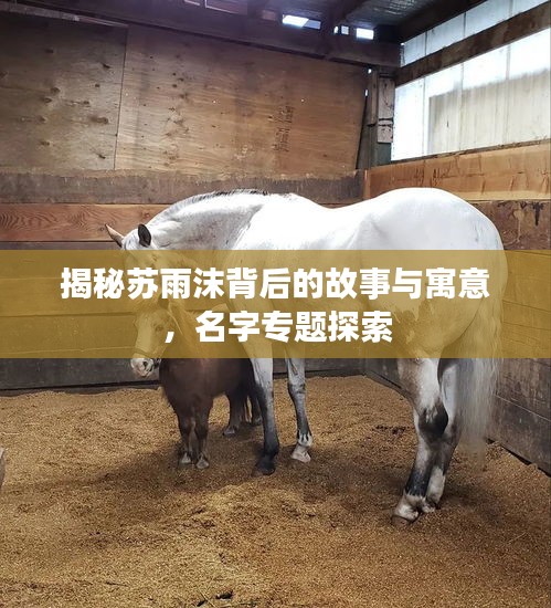 揭秘苏雨沫背后的故事与寓意，名字专题探索