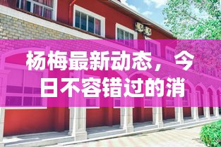 杨梅最新动态，今日不容错过的消息汇总