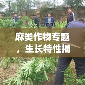 麻类作物专题，生长特性揭秘、经济价值展望及未来发展趋势探讨