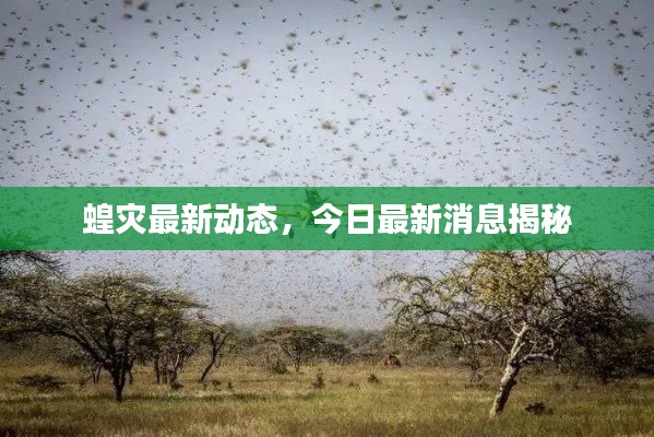蝗灾最新动态，今日最新消息揭秘
