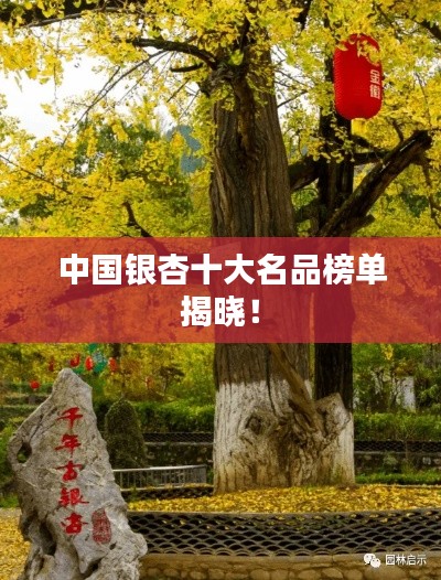 杳无音信