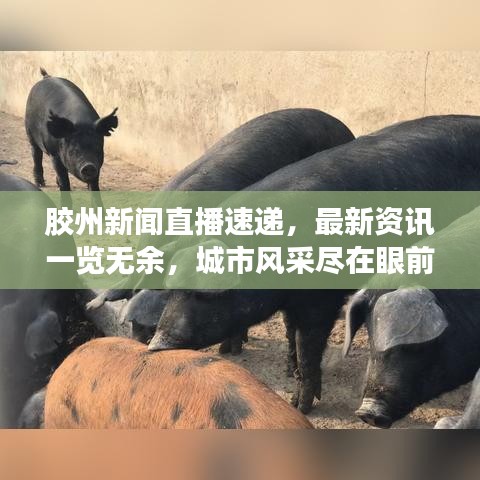 胶州新闻直播速递，最新资讯一览无余，城市风采尽在眼前