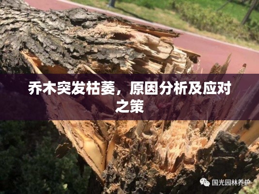 乔木突发枯萎，原因分析及应对之策