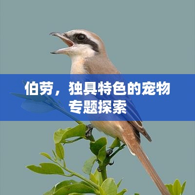 伯劳，独具特色的宠物专题探索