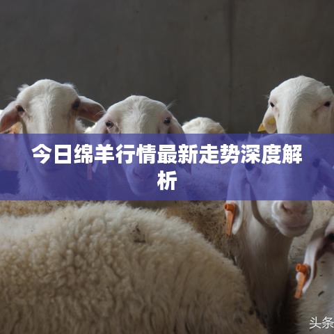 今日绵羊行情最新走势深度解析