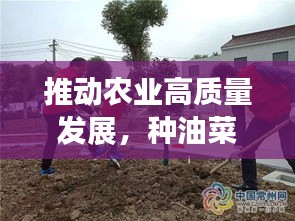 推动农业高质量发展，种油菜工作落地生根