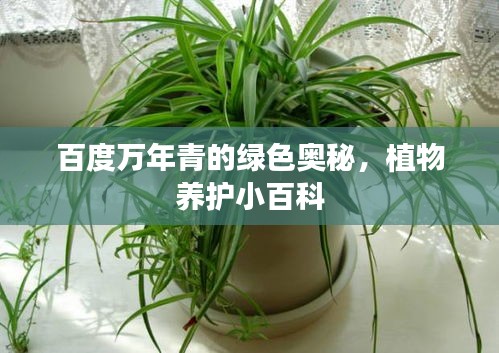 百度万年青的绿色奥秘，植物养护小百科