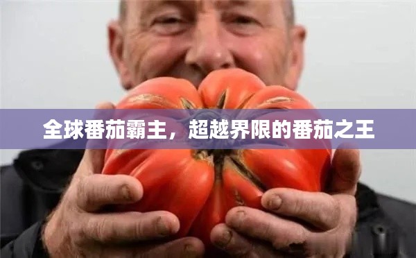 全球番茄霸主，超越界限的番茄之王