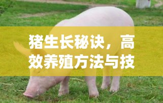 猪生长秘诀，高效养殖方法与技巧助你实现持续生长！