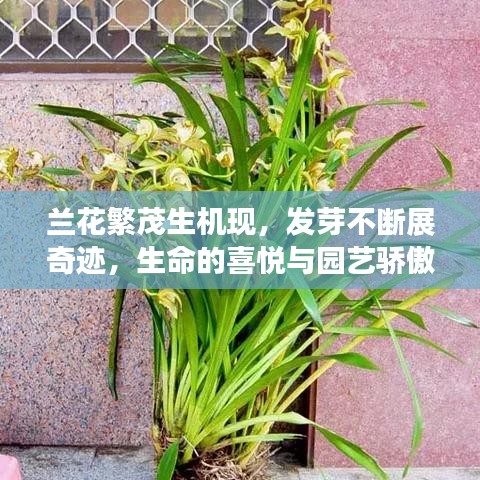 腾龙换鸟