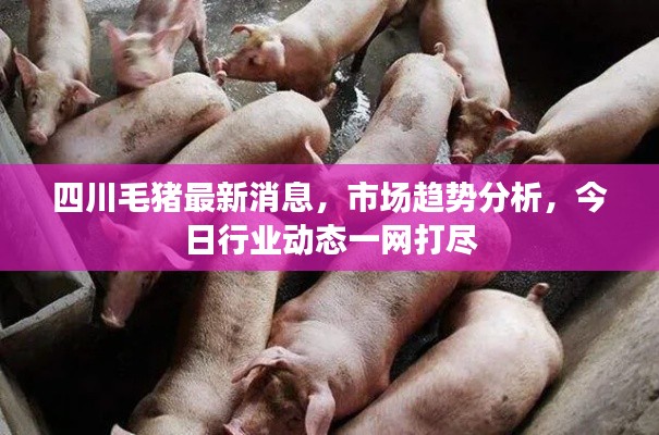 四川毛猪最新消息，市场趋势分析，今日行业动态一网打尽
