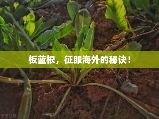 板蓝根，征服海外的秘诀！