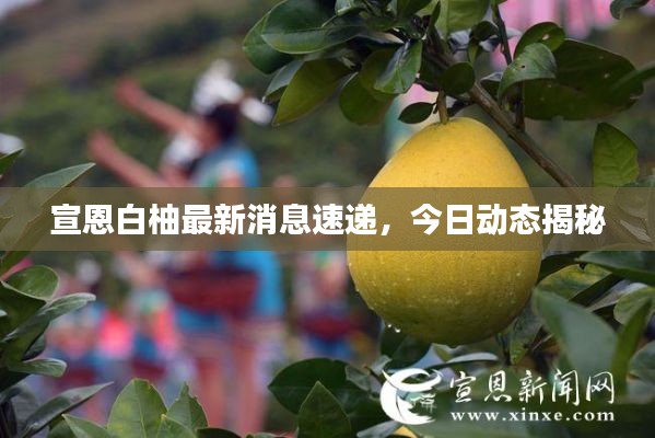 宣恩白柚最新消息速递，今日动态揭秘