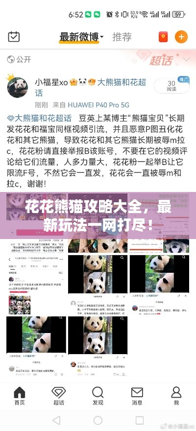 花花熊猫攻略大全，最新玩法一网打尽！