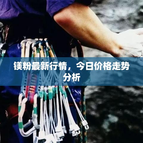 镁粉最新行情，今日价格走势分析