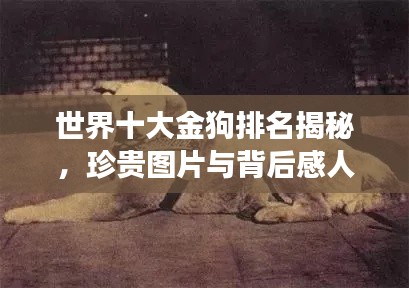 世界十大金狗排名揭秘，珍贵图片与背后感人故事大盘点