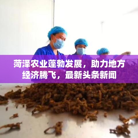 菏泽农业蓬勃发展，助力地方经济腾飞，最新头条新闻
