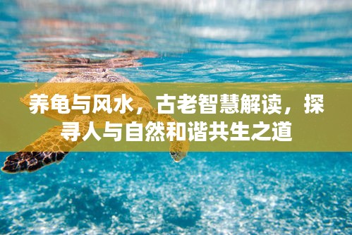 养龟与风水，古老智慧解读，探寻人与自然和谐共生之道