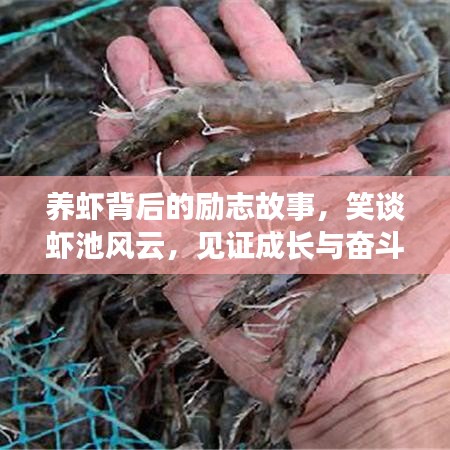 养虾背后的励志故事，笑谈虾池风云，见证成长与奋斗之路