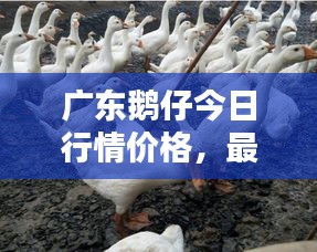 广东鹅仔今日行情价格，最新报价一网打尽！