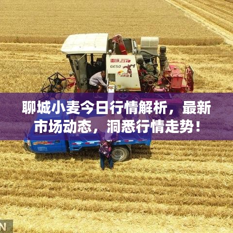 聊城小麦今日行情解析，最新市场动态，洞悉行情走势！