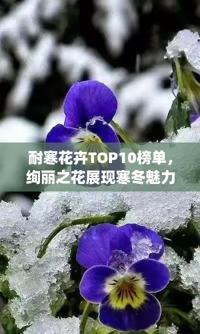 耐寒花卉TOP10榜单，绚丽之花展现寒冬魅力