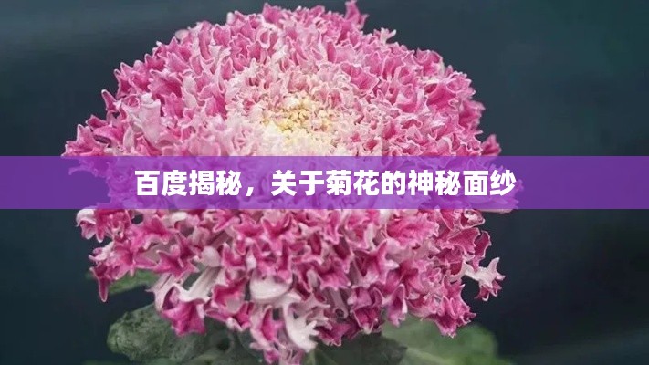 百度揭秘，关于菊花的神秘面纱