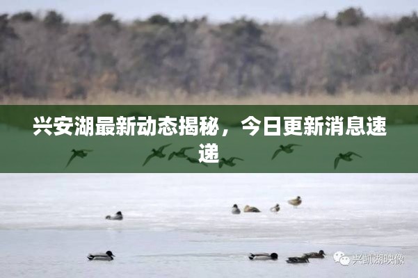 兴安湖最新动态揭秘，今日更新消息速递